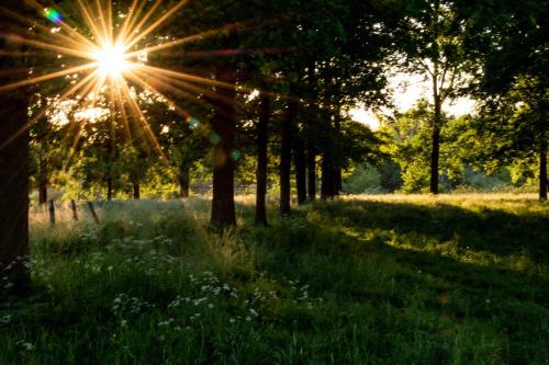 a sun shining through trees in a field at B&B De Bloesem in Hoeselt