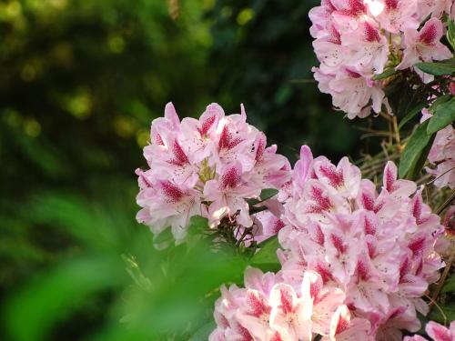 a bunch of pink flowers with raindrops on them at B&B De Bloesem in Hoeselt