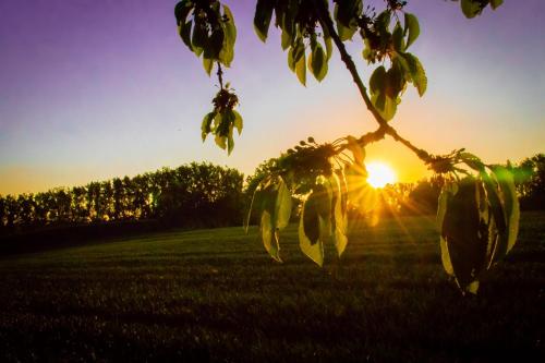 a tree in a field with the sunset in the background at B&B De Bloesem in Hoeselt