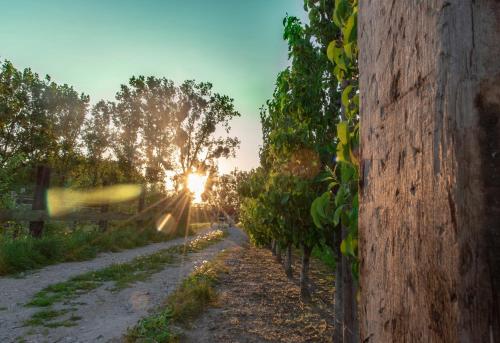 a row of trees with the sun in the background at B&B De Bloesem in Hoeselt
