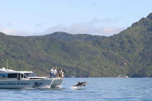 a dolphin jumping out of the water next to a boat at Edit Picton in Picton