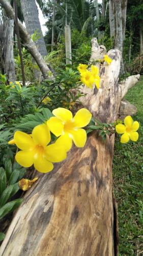 a bunch of yellow flowers sitting on top of a tree stump at Sean Sabai Home e Ristobar in Taling Ngam Beach