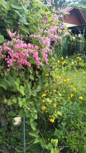 a garden with pink flowers and other plants at Sean Sabai Home e Ristobar in Taling Ngam Beach
