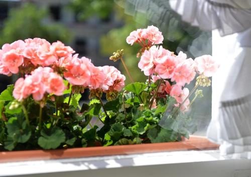 a bunch of pink flowers in a window sill at Hotel Bezold in Rothenburg ob der Tauber