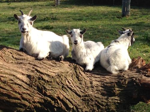 a group of goats sitting on top of a log at Trommelhoeve Farm Lofts in Boechout