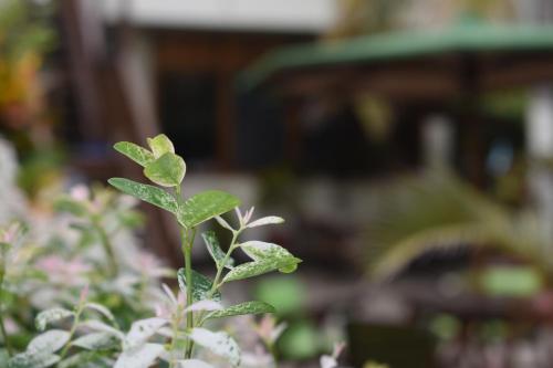 a plant with green leaves in a garden at Hotel San Vicente Galapagos in Puerto Villamil