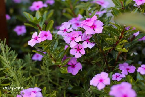 a group of pink flowers in a garden at A Tuscan Villa Guest House in Fish hoek