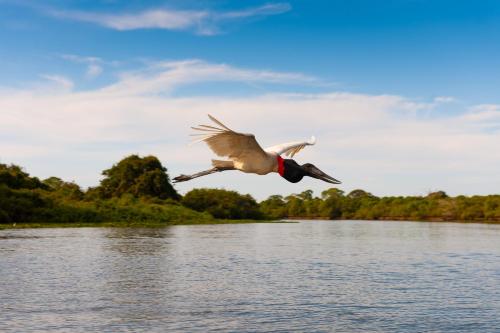 a bird flying over a body of water at Pousada Rio Claro in Poconé