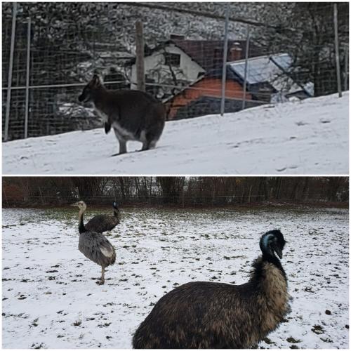 two photos of two birds and a cat in the snow at Pension und Bauernhof Petzold in Greiz