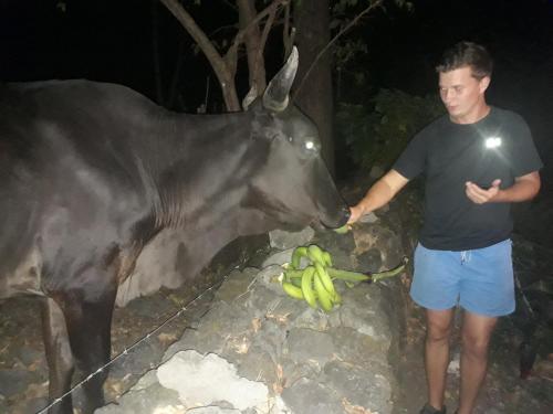 a man standing next to a cow with a bunch of bananas at Hospedaje Bananas in Altagracia