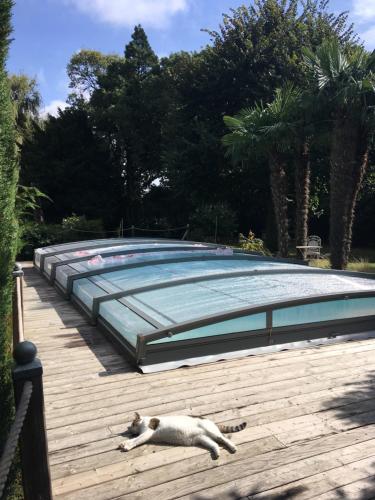 a cat laying on a deck next to a swimming pool at Gite STANDING climatisé avec piscine chauffée et SPA PRIVATIF in Alzonne