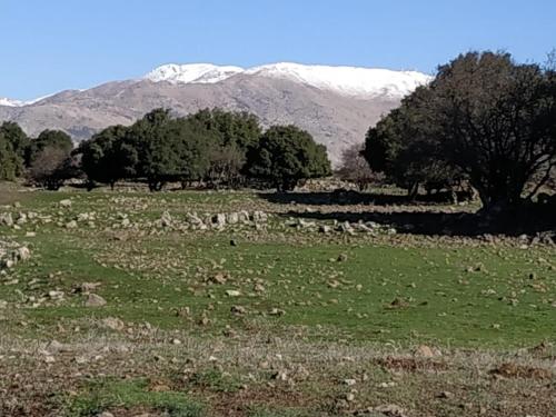 a field with trees and a snow covered mountain at BeLev Odem in Odem