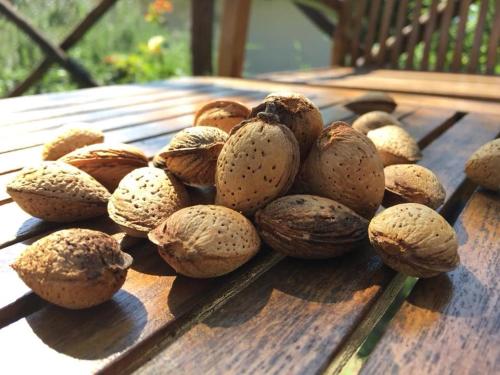 Фотография из галереи La Collina Degli Ulivi в городе Forano