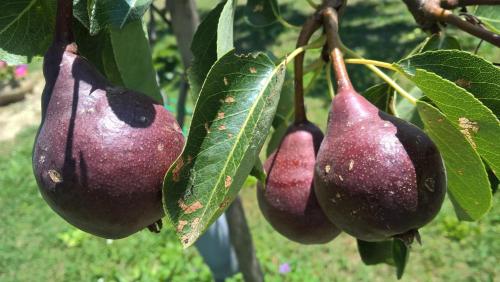 un grupo de frutas púrpuras colgando de un árbol en La Collina Degli Ulivi, en Forano