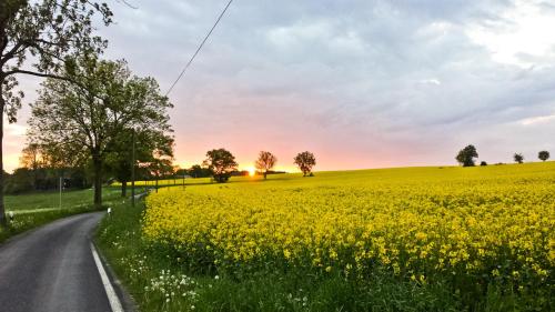 a road through a rapeseed field at sunset at Bahnwärterhaus in Droßdorf