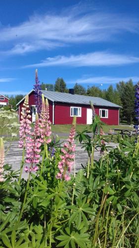 a group of flowers in front of a red building at Lapland Stuga & Tours in Rentjärn