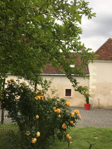 uma casa branca com uma árvore em frente em Gîte de Bel air em Villeloin-Coulangé