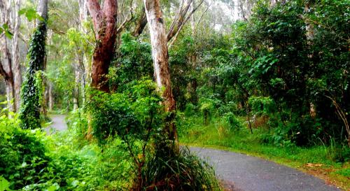 a road in the middle of a forest with trees at Bella Vista B @ B in North Haven