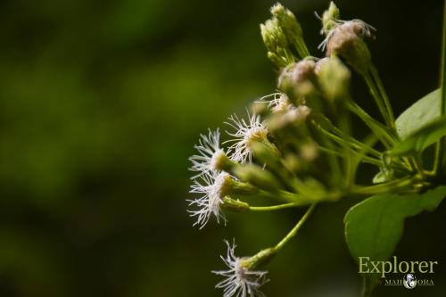 Gallery image of Mahoora Explorer - Knuckles by Eco Team in Kalupana