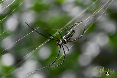 Gallery image of Mahoora Explorer - Knuckles by Eco Team in Kalupana