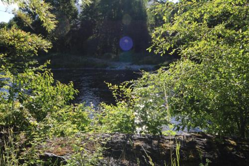 a river in the middle of a forest at Cabañas Santa Maria Huife in Pucón
