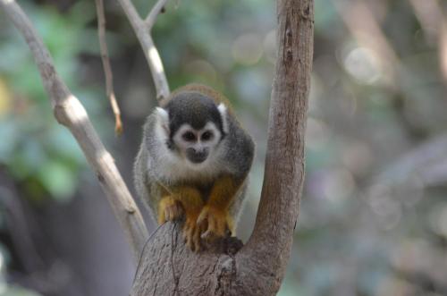 a monkey sitting on top of a tree branch at Hostería Ecológica El Faro in Salinas