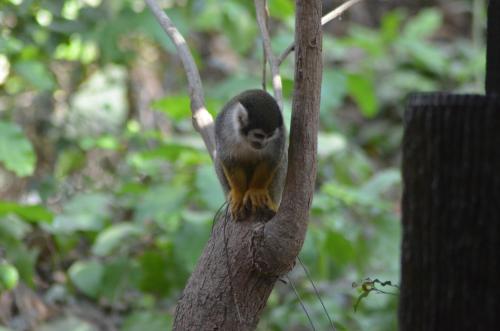 a monkey is sitting on a tree branch at Hostería Ecológica El Faro in Salinas