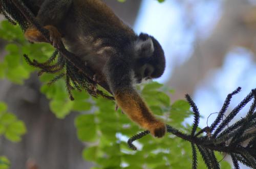 a squirrel is sitting on a tree branch at Hostería Ecológica El Faro in Salinas