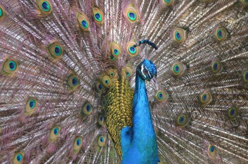 a close up of a peacock displaying its feathers at Hostería Ecológica El Faro in Salinas