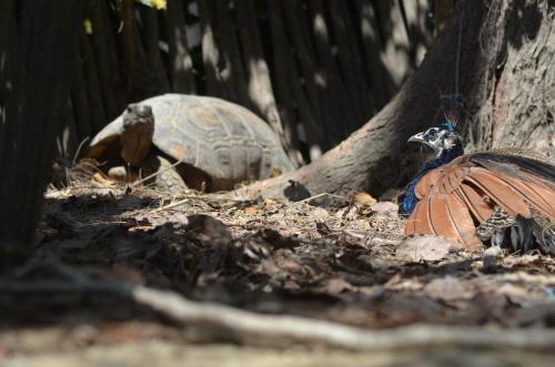 a turtle and a bird sitting next to a tree at Hostería Ecológica El Faro in Salinas