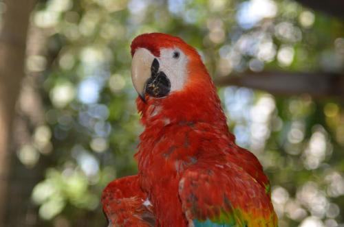 a red parrot sitting on top of a tree at Hostería Ecológica El Faro in Salinas