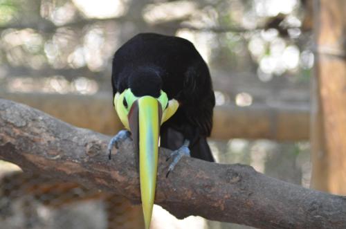 a black bird with a yellow beak sitting on a branch at Hostería Ecológica El Faro in Salinas