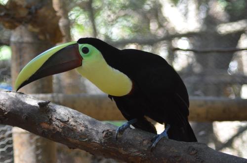 a black and yellow toucan sitting on a tree branch at Hostería Ecológica El Faro in Salinas