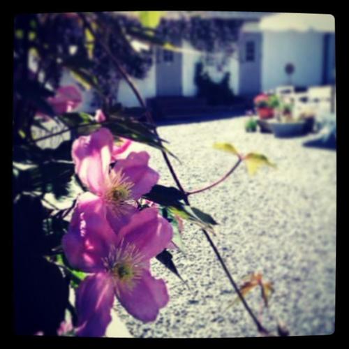 a bunch of pink flowers on a plant at Elisetorp in Kivik