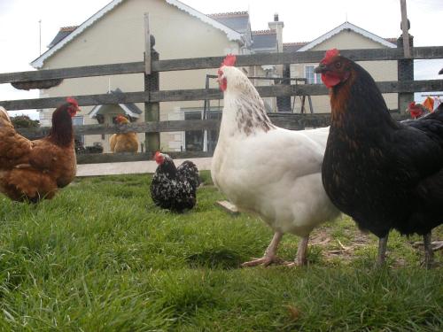 Gallery image of Brandon View House B&B in Graiguenamanagh