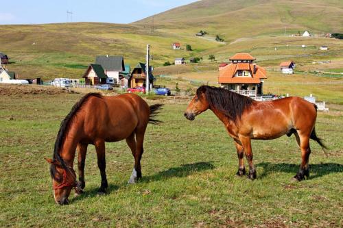 two horses are grazing in a field of grass at Brvnara Zlatiborka in Zlatibor