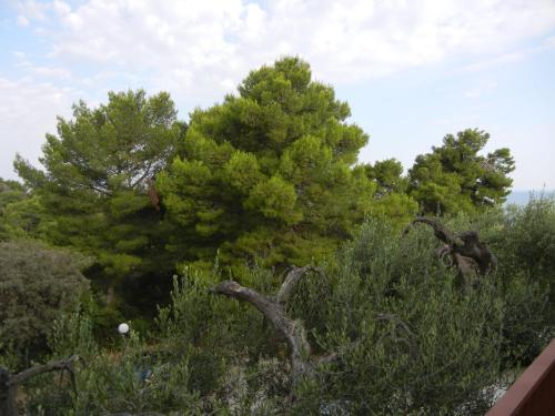 Gallery image of Villa Anna Residence Rodi in Rodi Garganico