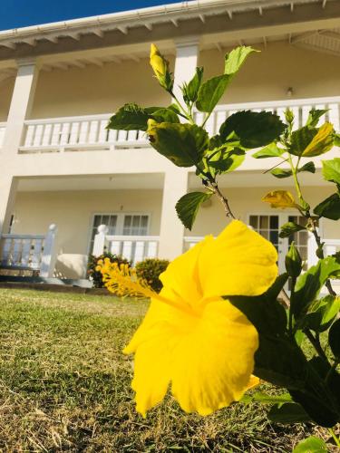 a yellow flower in front of a house at Rosewood Apartment Hotel in Arnos Vale