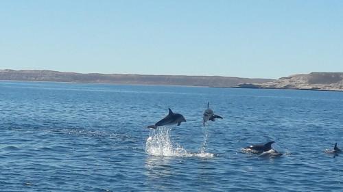 un gruppo di delfini che saltano fuori dall'acqua di El Tamarisco a Puerto Pirámides