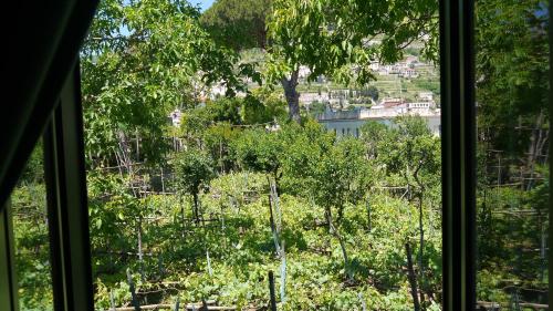 Un jardín fuera de Hotel Rufolo