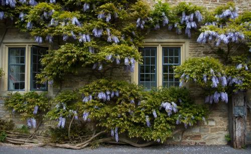 a tree with purple flowers on the side of a building at Plumber Manor Hotel in Sturminster Newton