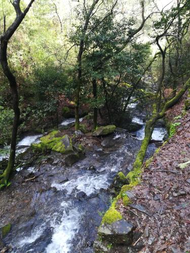 a stream in a forest with rocks and trees at Casinha do Talasnal in Lousã