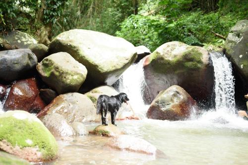 a dog standing on a rock in a waterfall at Martinique Treehouse in Canton Suisse