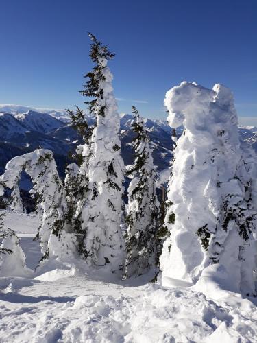 a group of trees covered in snow on a mountain at Haus Silvia in Flachau