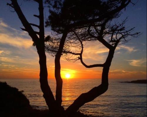 a tree on the beach with the sunset in the background at Mendocino Grove in Mendocino