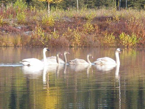 Talkeetna Lakeside Cabins – Photos 5