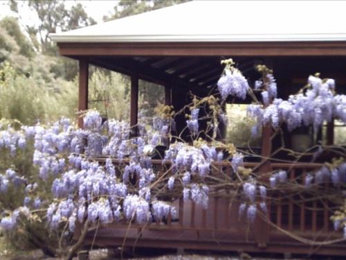 a bunch of purple flowers hanging from a building at Redgum Hill Country Retreat in Balingup