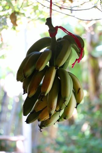 a bunch of bananas hanging from a tree at Le BDM PLAYITA in Las Galeras