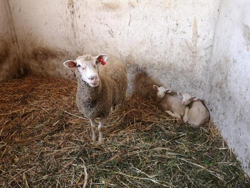 a sheep and three lambs laying in hay at Quinta Ribeiro Tanquinhos in Tancos