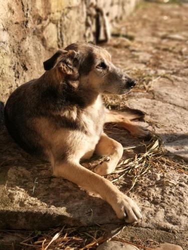 a brown dog laying on the ground on a rock at Quinta Ribeiro Tanquinhos in Tancos